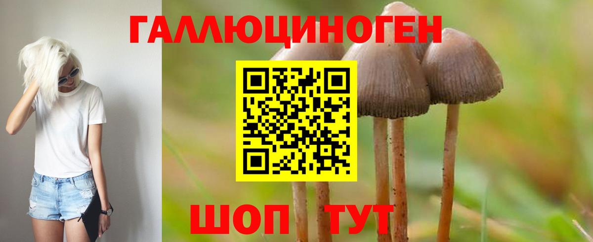 Псилоцибиновые грибы Psilocybe  Вход с VPN  Кропоткин 